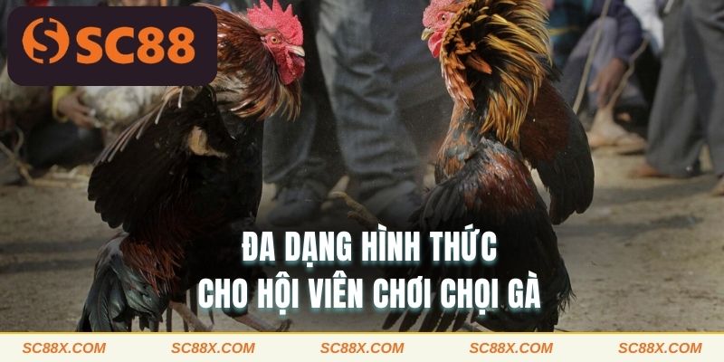 Đa dạng hình thức cho hội viên chơi chọi gà